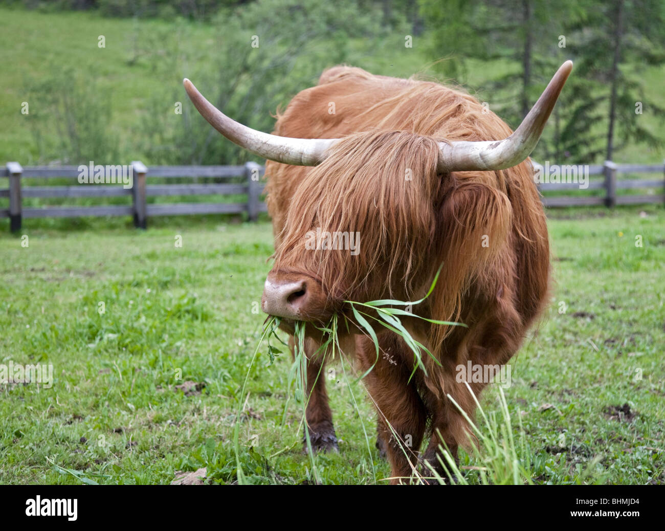 Highland-Kuh füttern, Val di Sesto, Dolomiten, Italien Stockfoto