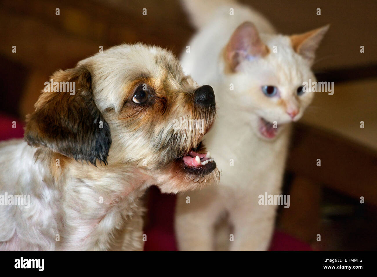 Katze und Mischling Haushund (Canis Lupus Familiaris) im Wohnzimmer Stockfoto