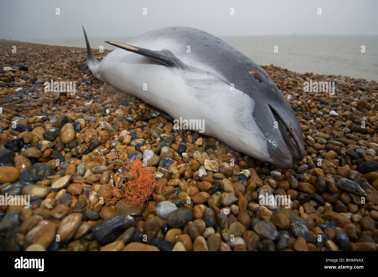 Tote Schweinswale angespült Kent Strand wahrscheinlich ertrunken Stockfoto