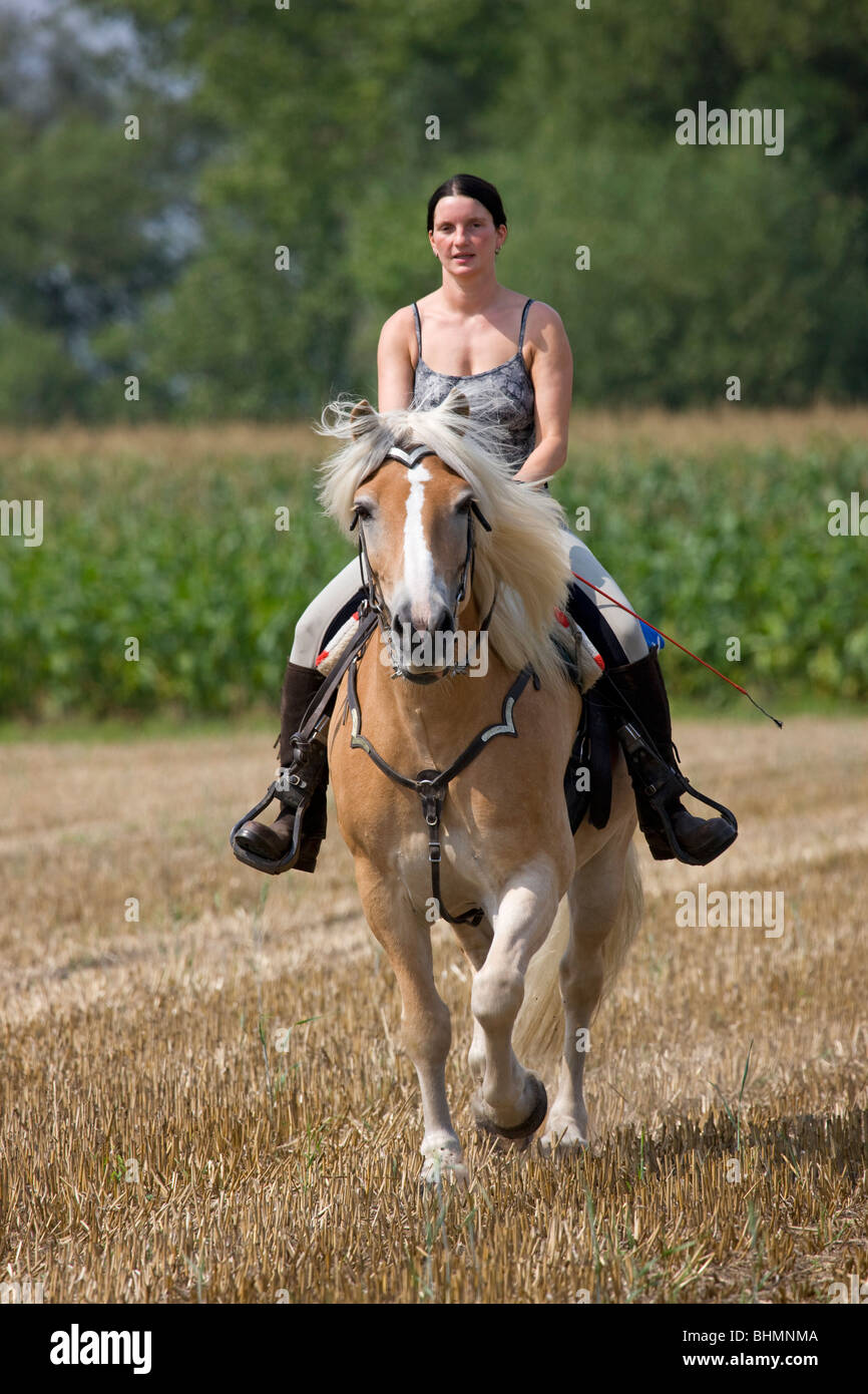 Mädchen ein Haflinger Reiten / Aveligneser Pferd (Equus Caballus) im Feld, Belgien Stockfoto