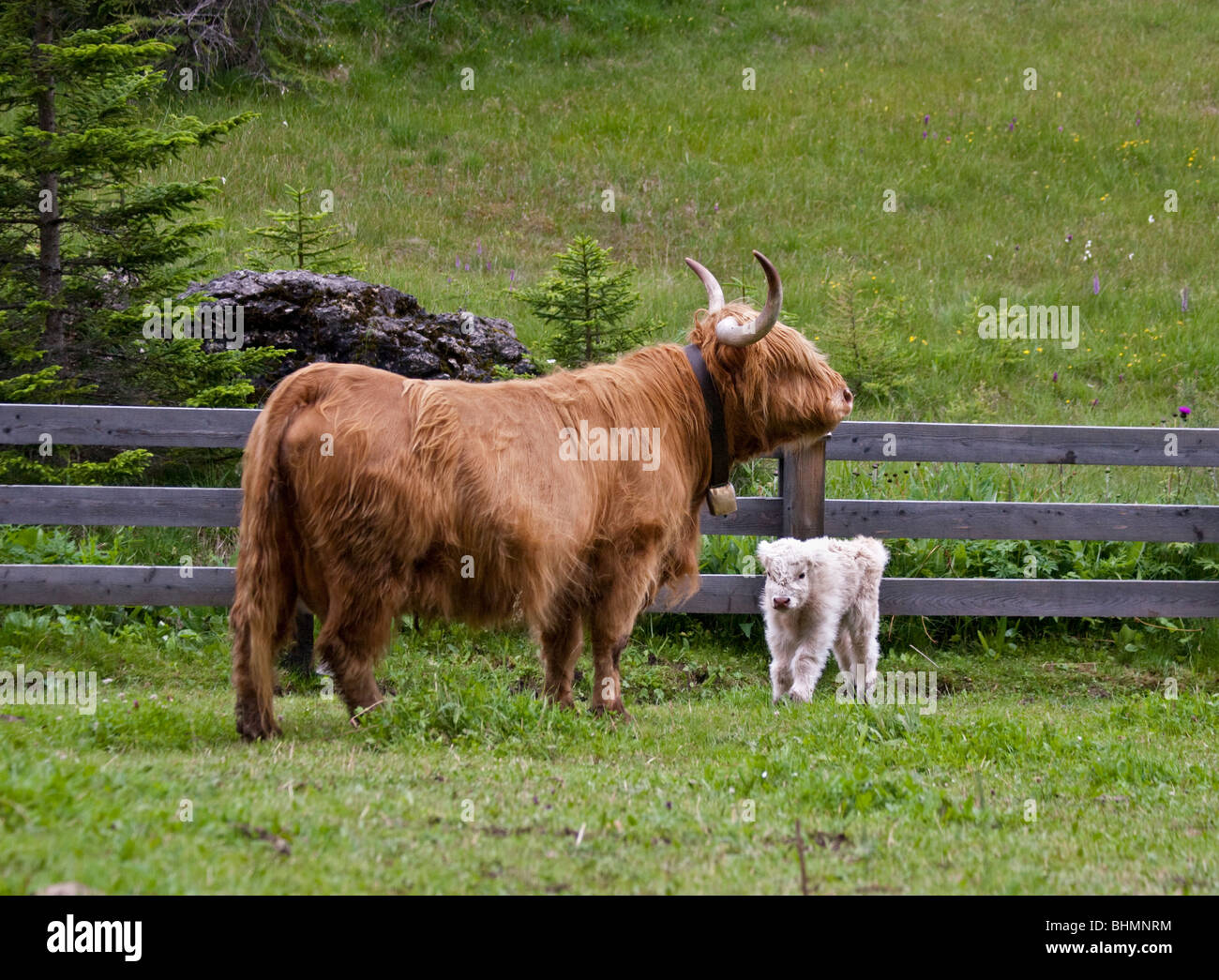 Highland Cattle, Val di Sesto, Dolomiten, Italien Stockfoto
