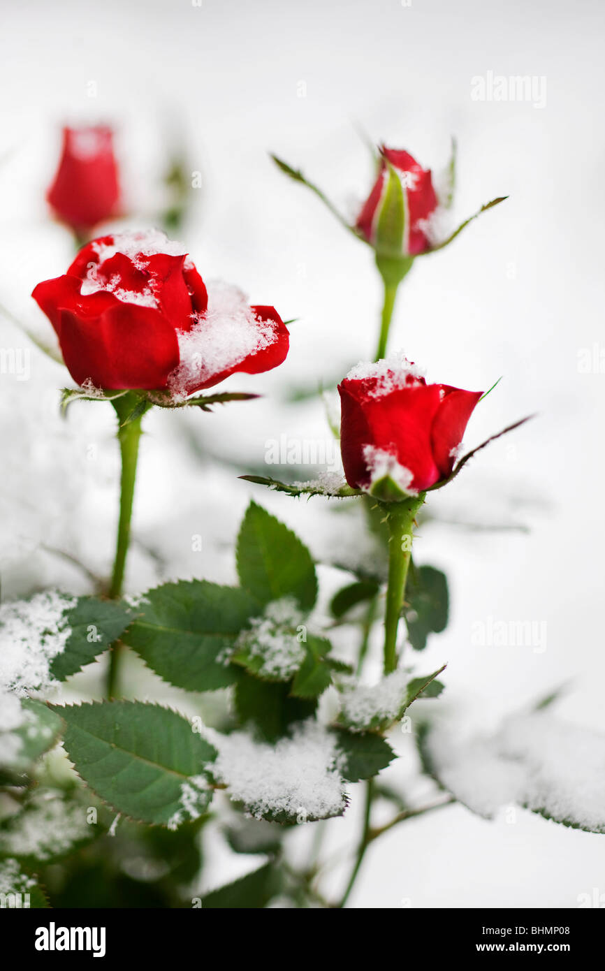 Rote Rosen im Schnee im Winter, Belgien Stockfoto