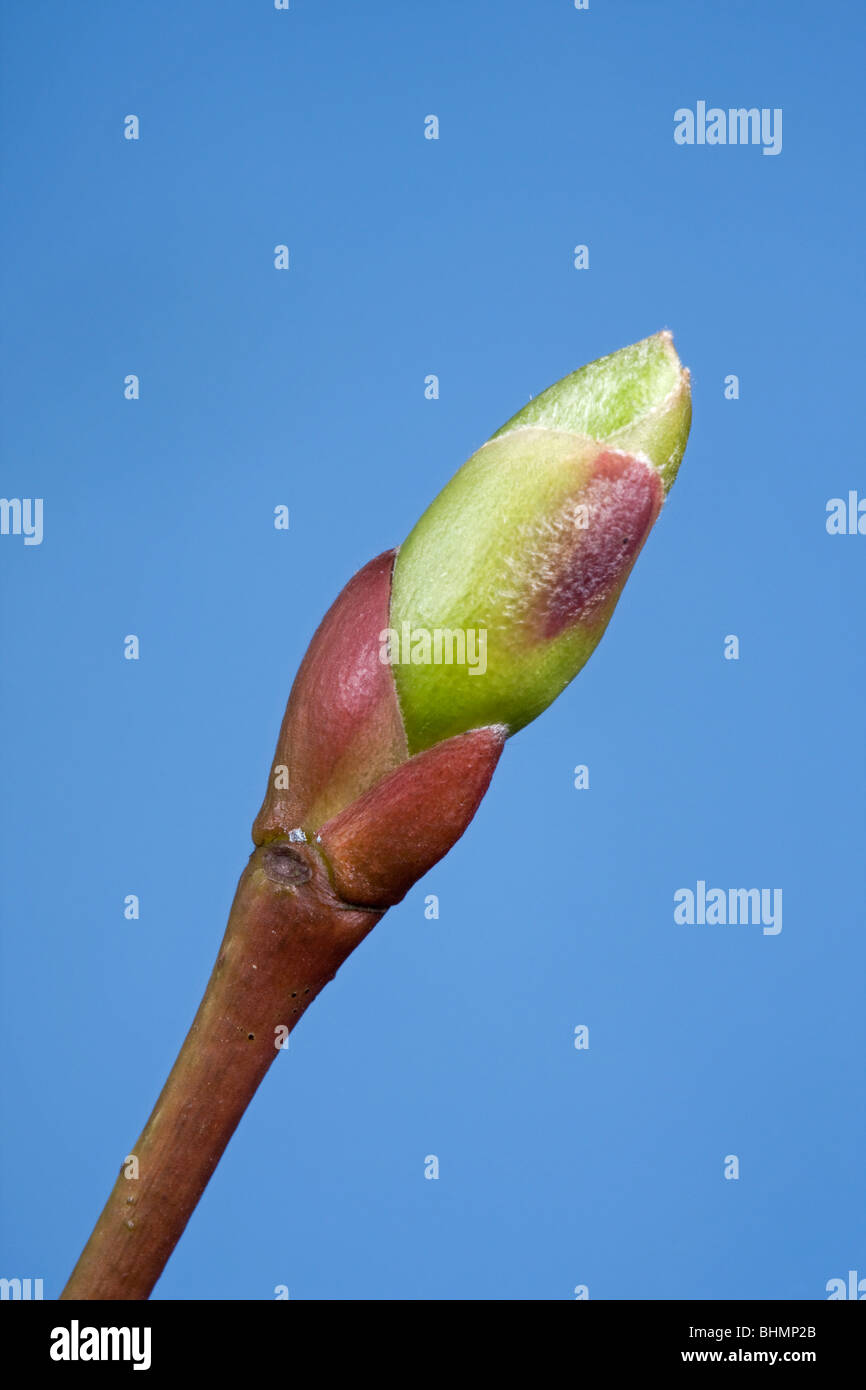 Gemeinsamen Linde (Tilia Vulgaris) Knospe und aufstrebenden Blatt, Belgien Stockfoto