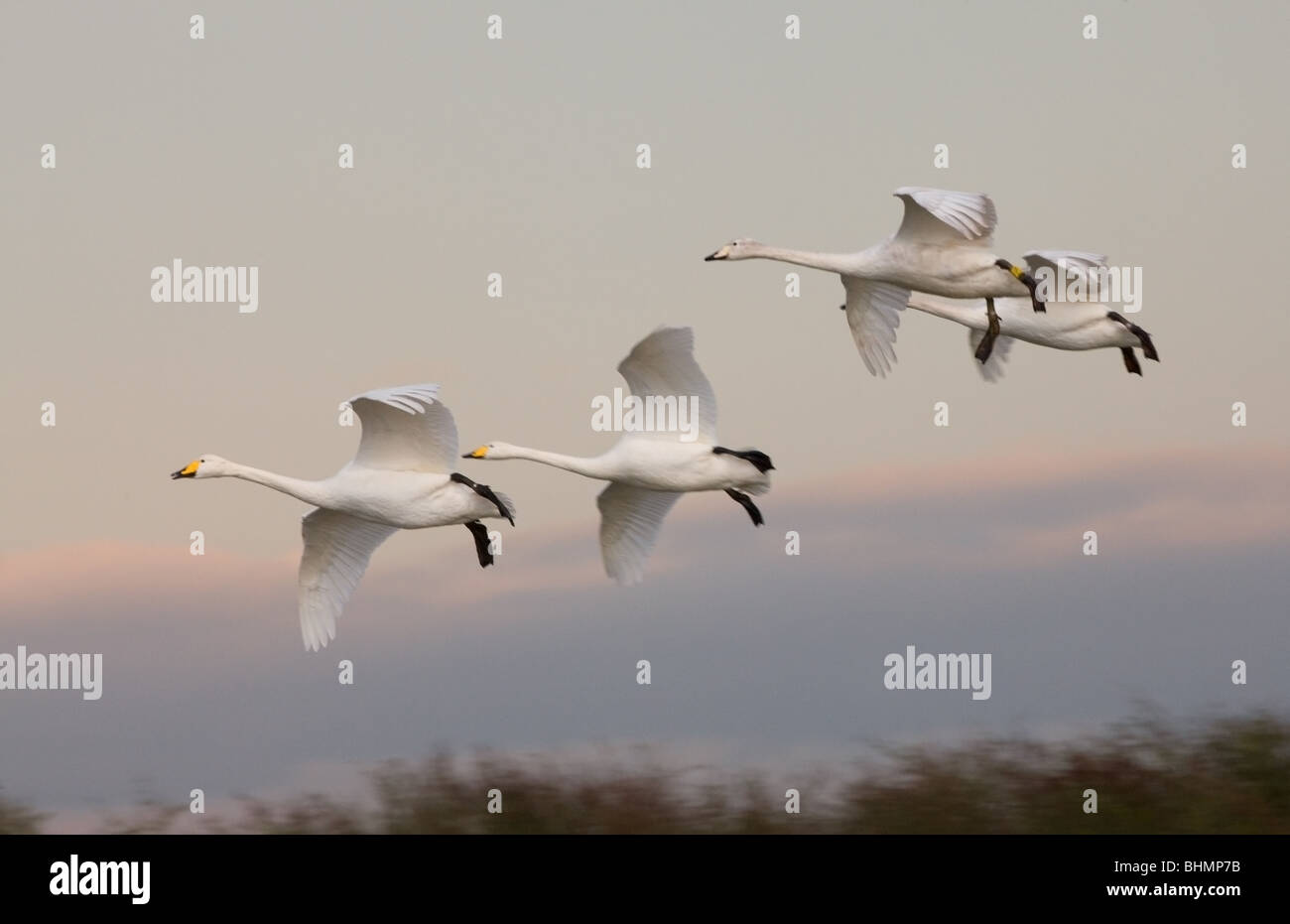 Whooper Schwan Cygnus Cygnus zwei Erwachsenen & zwei Jungvögel einer Familienfeier im Flug über den Boden Stockfoto