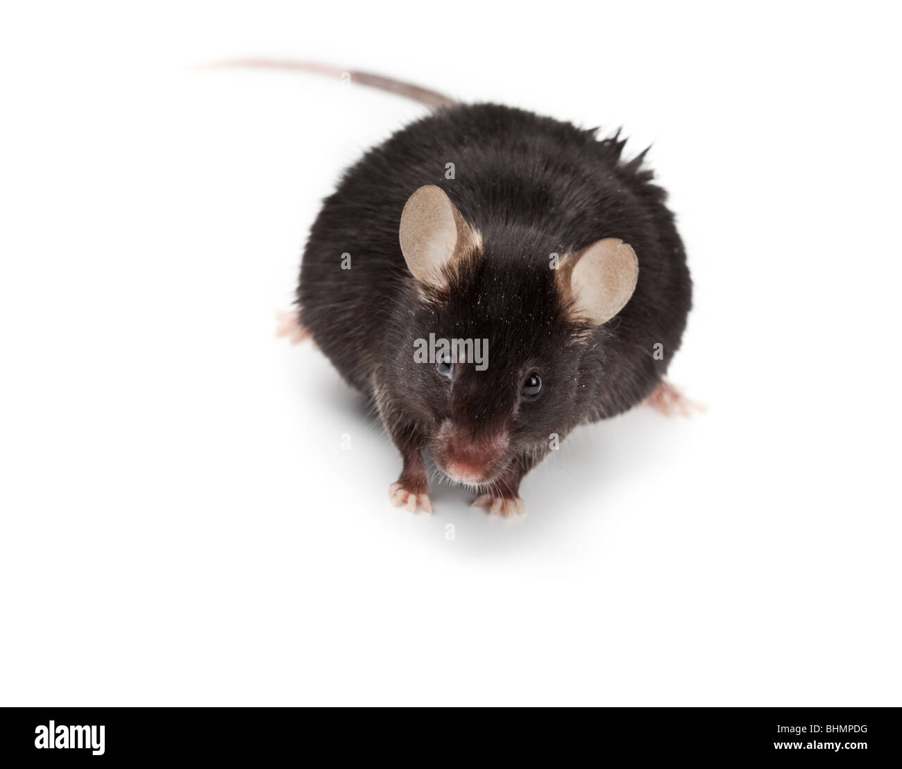 Schwarze maus Fotos und Bildmaterial in hoher Auflösung Alamy