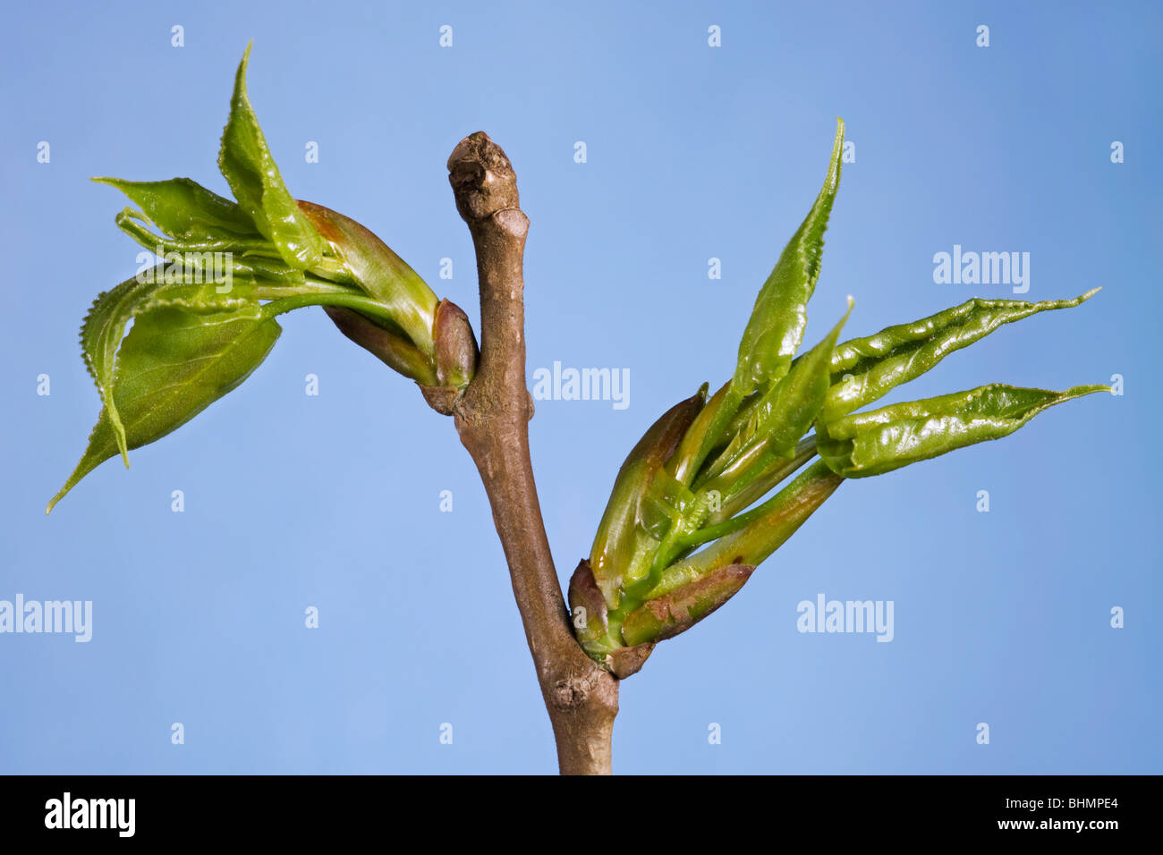Carolina Pappeln (Populus Canadensis) zeigen Knospen und Blätter entstehen, Belgien Stockfoto