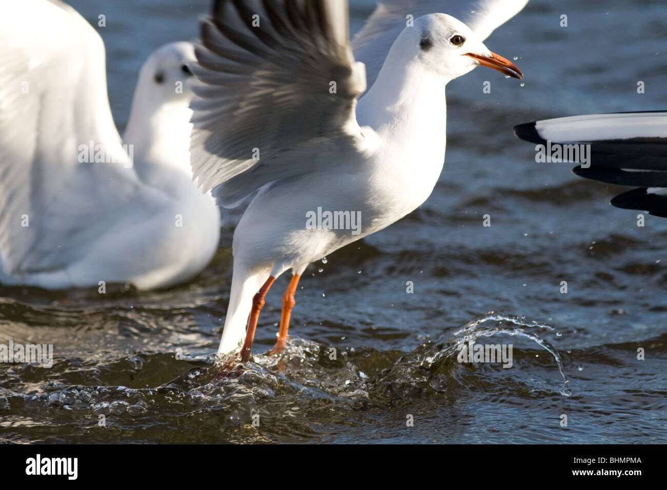 Möwe aus Wasser Stockfoto