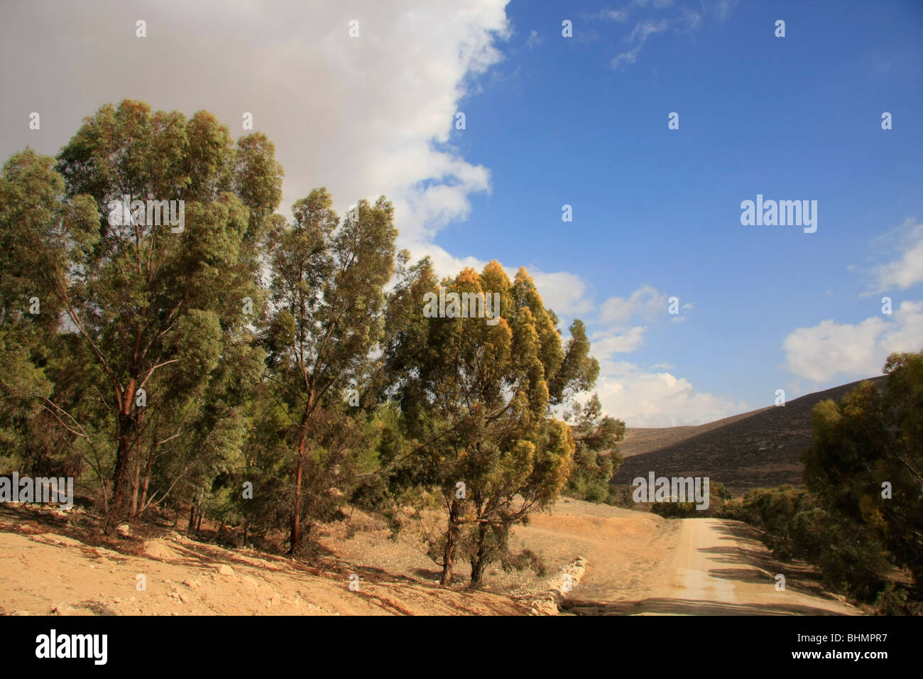 Israel, südliche Hebron Berg, Yatir Forest Scenic Route Stockfoto