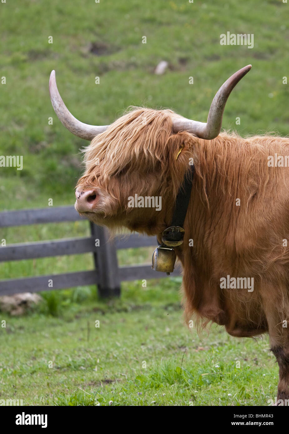 Highland-Kuh, Val di Sesto, Dolomiten, Italien Stockfoto