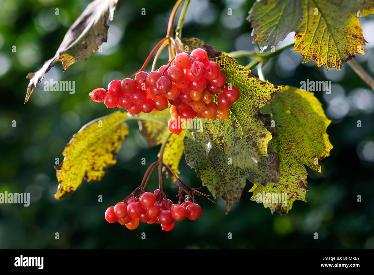 Guelder Rose / Wasser Elder / Krampf Rinde / Snowbell Baum (Viburnum Opulus) Nahaufnahme von roten Beeren Stockfoto