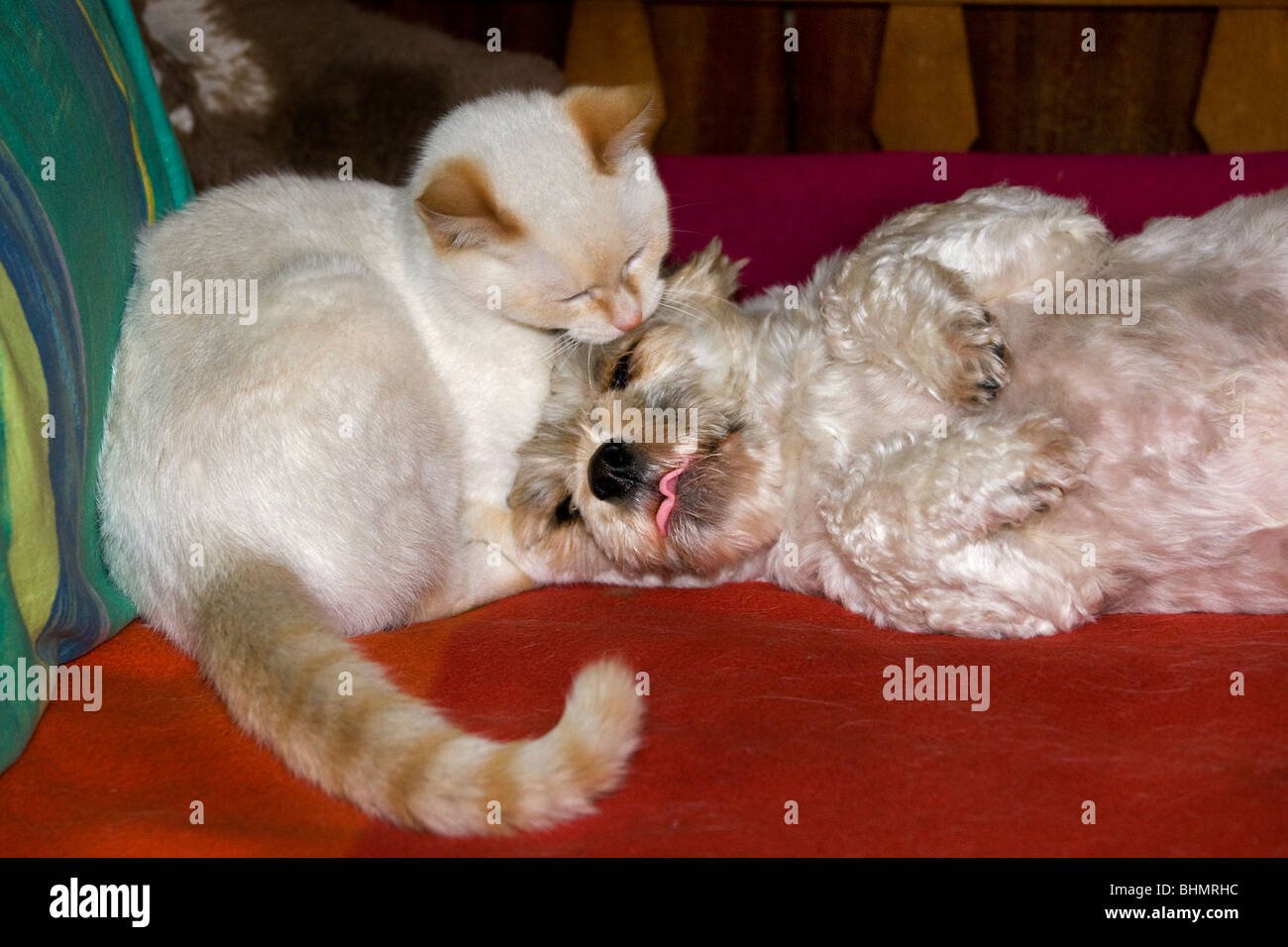Katze und Mischling Haushund (Canis Lupus Familiaris) ruhen zusammen Stockfoto