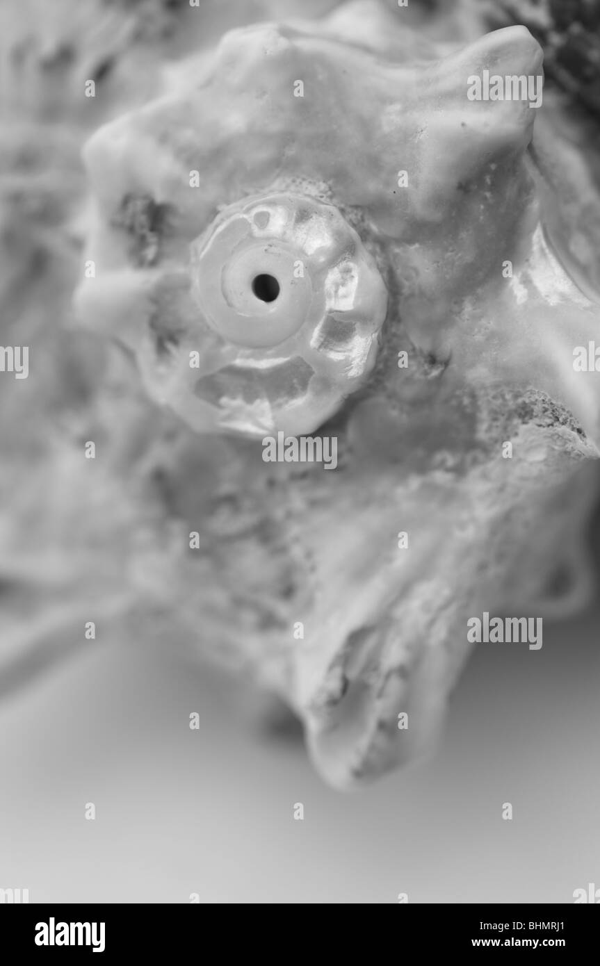 Auszug aus einer Muschel, teilweise gebrochen an Spitze Freilegung der Perle-Konsistenz häufig gesehen in Muscheln Stockfoto