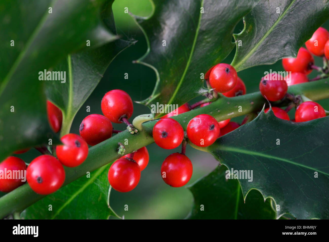 Stechpalme (Ilex Aquifolium) rote Beeren und Blätter, Belgien Stockfoto