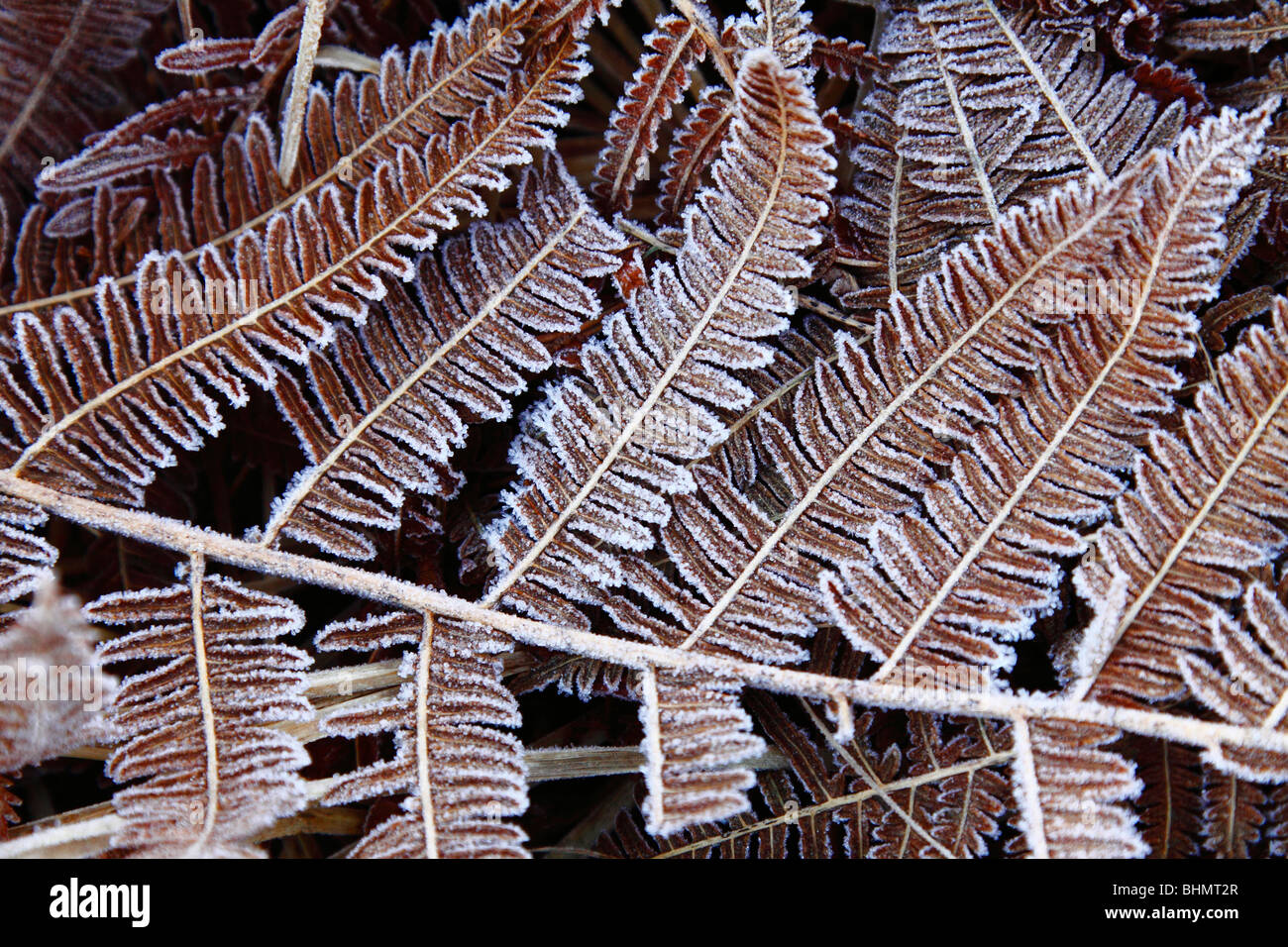 Frostigen Bracken Wedel nach einem harten Frost, Port Leathan Stillage, Scotland, UK Stockfoto