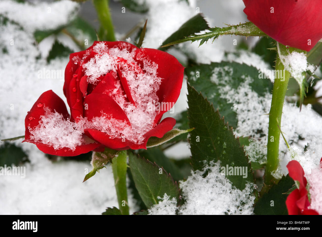 Rote Rosen im Schnee im Winter, Belgien Stockfoto
