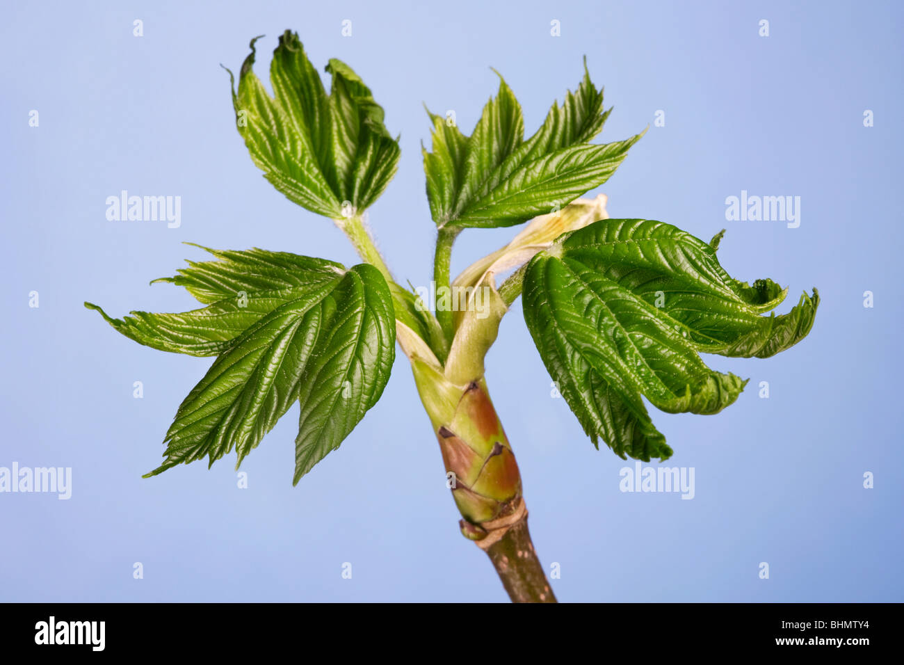 Ahorn-Ahorn (Acer Pseudoplatanus) Knospe mit neuen Blättern Stockfoto