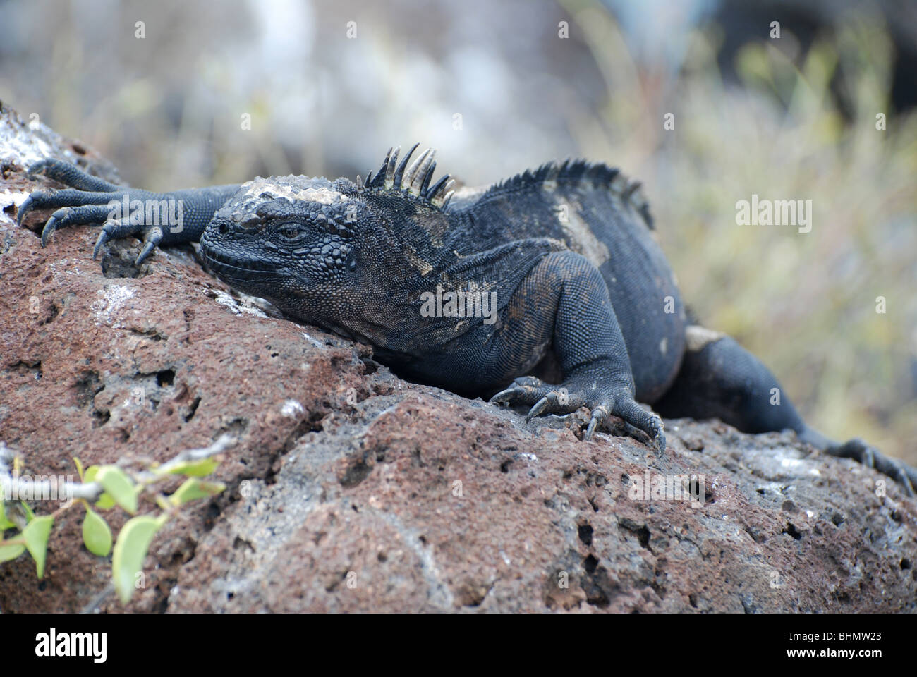 Ein marine Iguana auf einem Felsen liegend Stockfoto