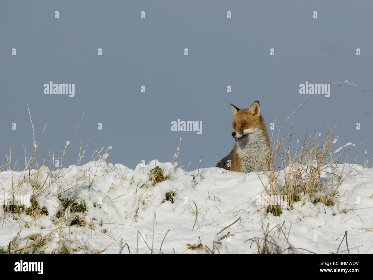Rotfuchs - Vulpes Vulpes - im Schnee Stockfoto