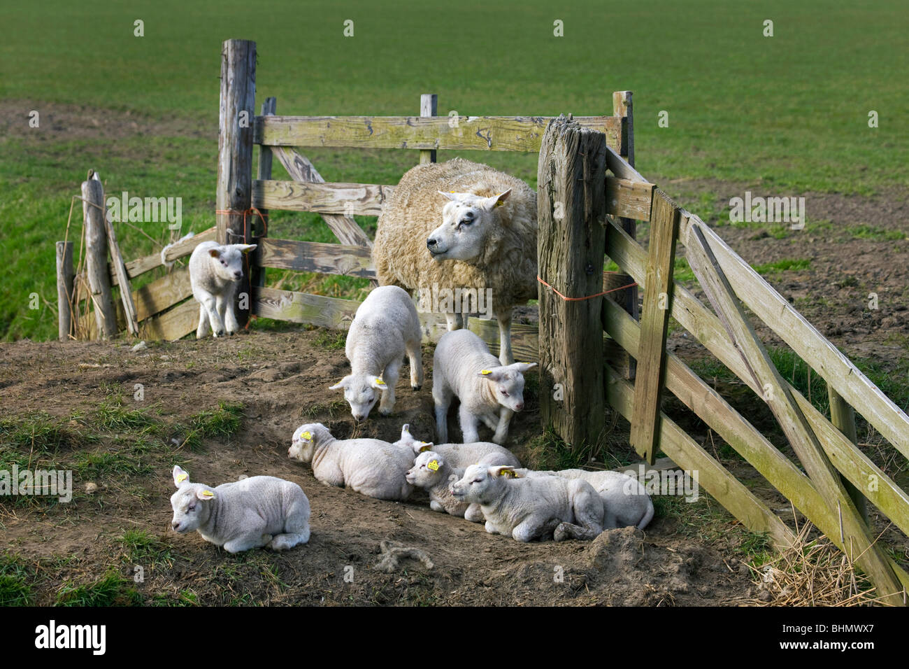 Inländische Texel Schafe (Ovis Aries) Ewe mit Lämmer in Corral in den Niederlanden Stockfoto