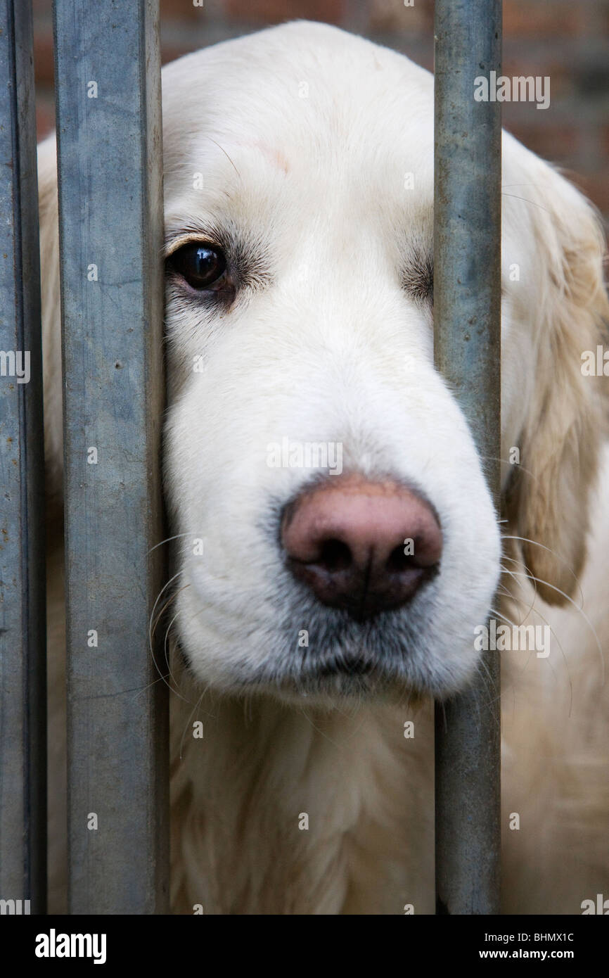 Golden Retriever (Canis Lupus Familiaris) hinter Gittern im Käfig Stockfoto