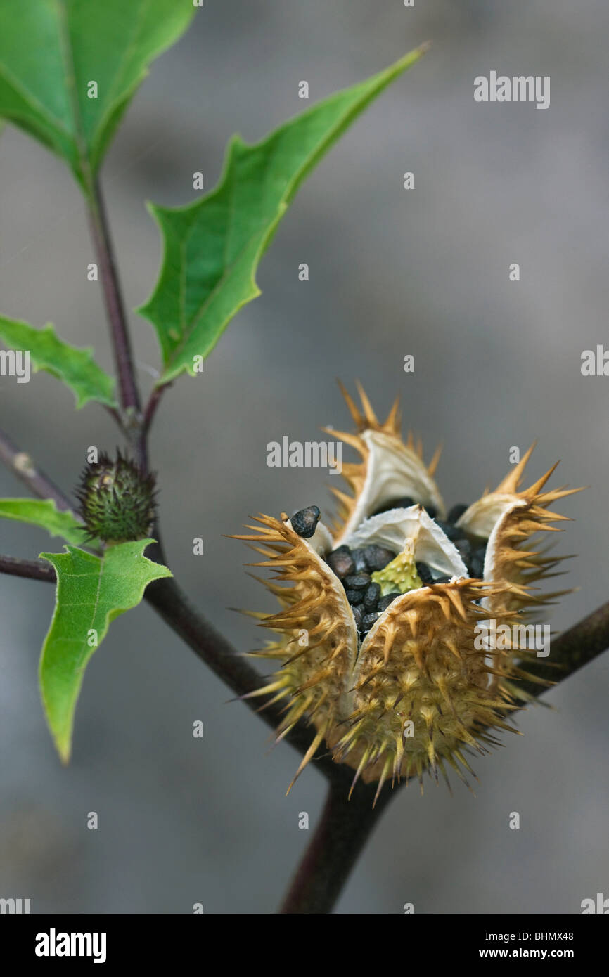 Thorn Apple / Jimson Unkraut / Stechapfel (Datura Stramonium) stacheligen Kapsel öffnen Stockfoto