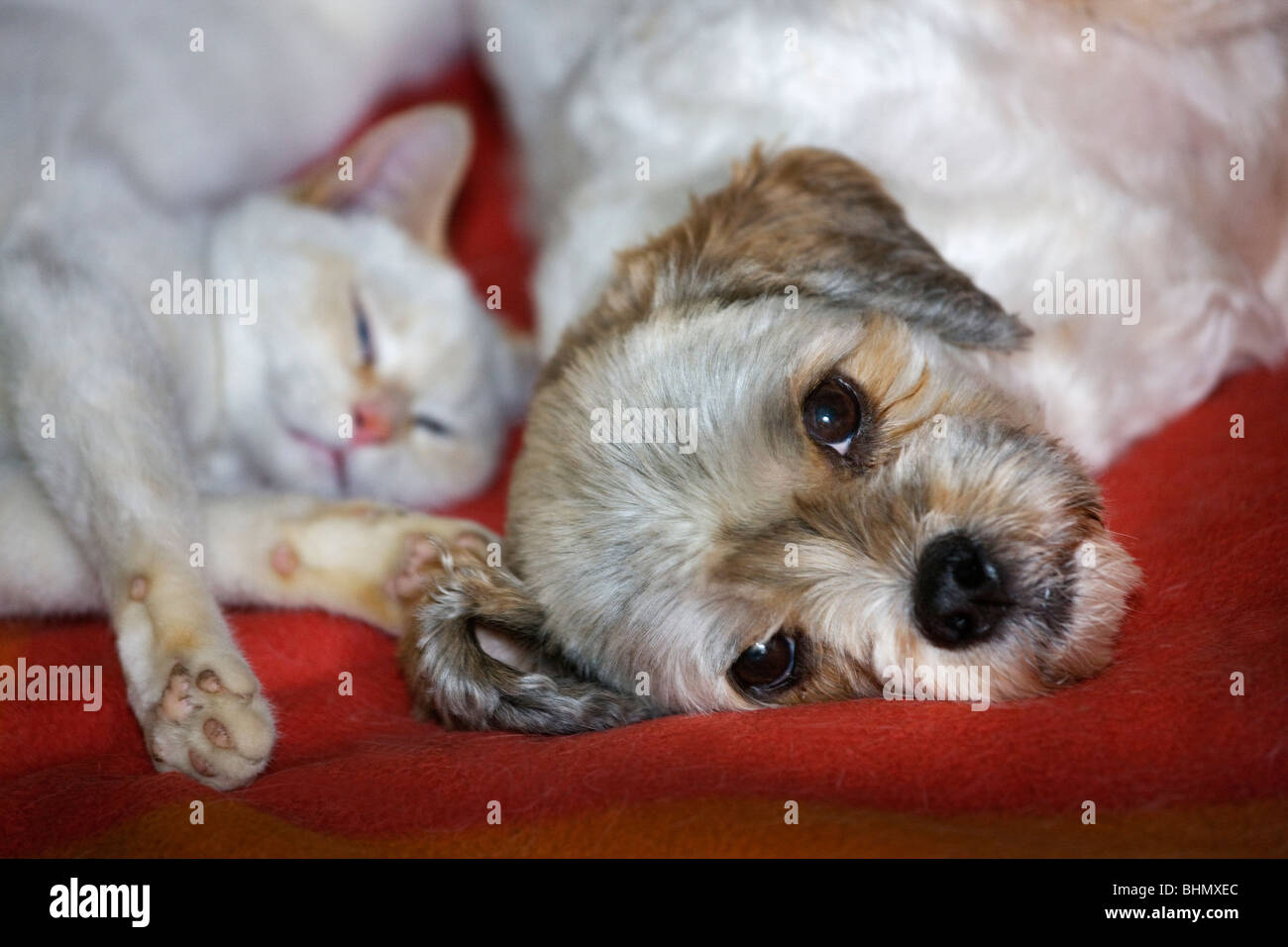 Katze und Mischling Haushund (Canis Lupus Familiaris) miteinander schlafen Stockfoto