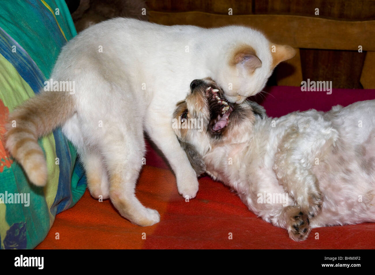 Katze und Mischling Haushund (Canis Lupus Familiaris) zusammen zu spielen Stockfoto