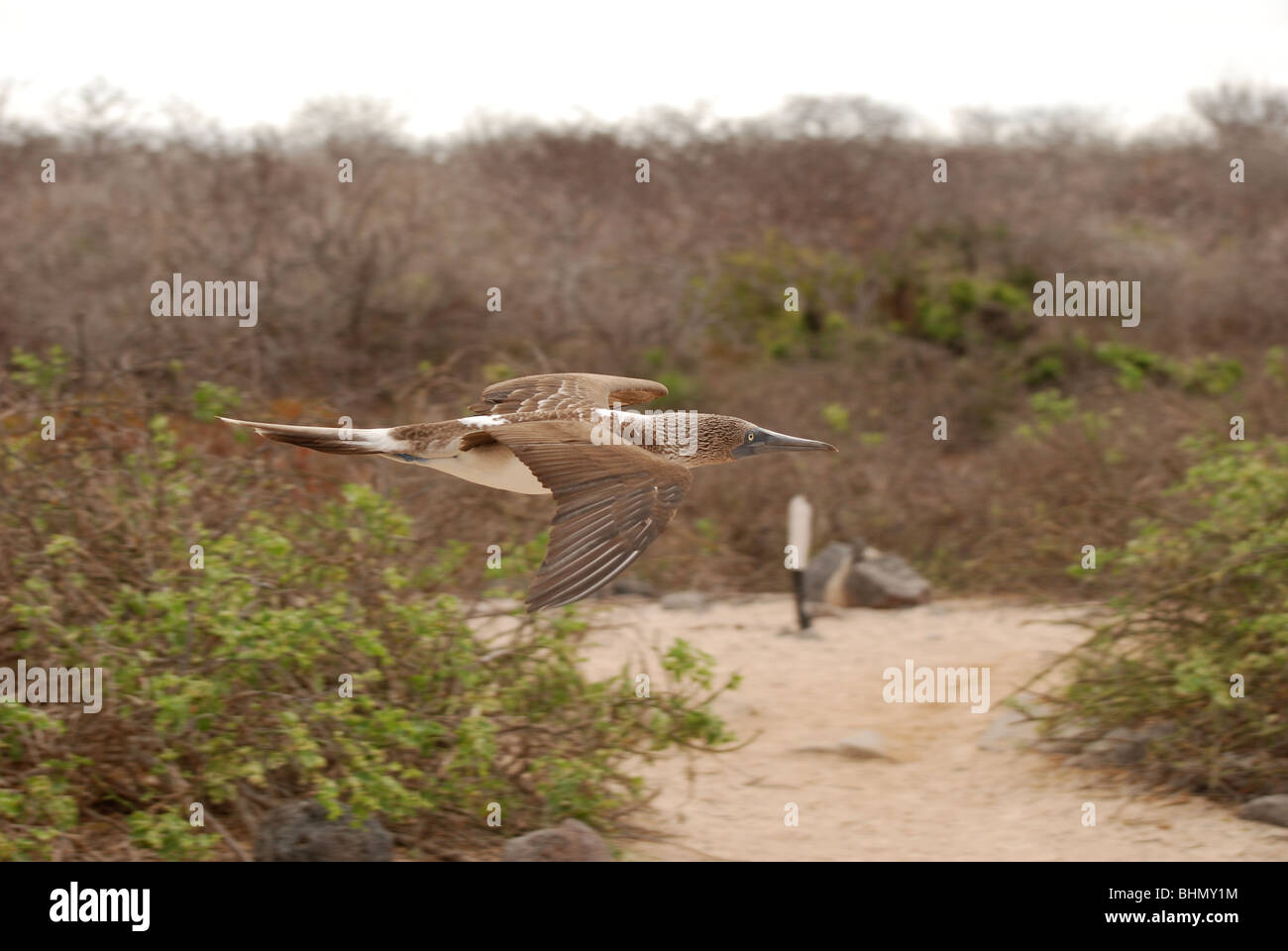 Blue Footed Sprengfallen im Flug mit ausgestreckten Flügeln und Füße versteckt in. Stockfoto