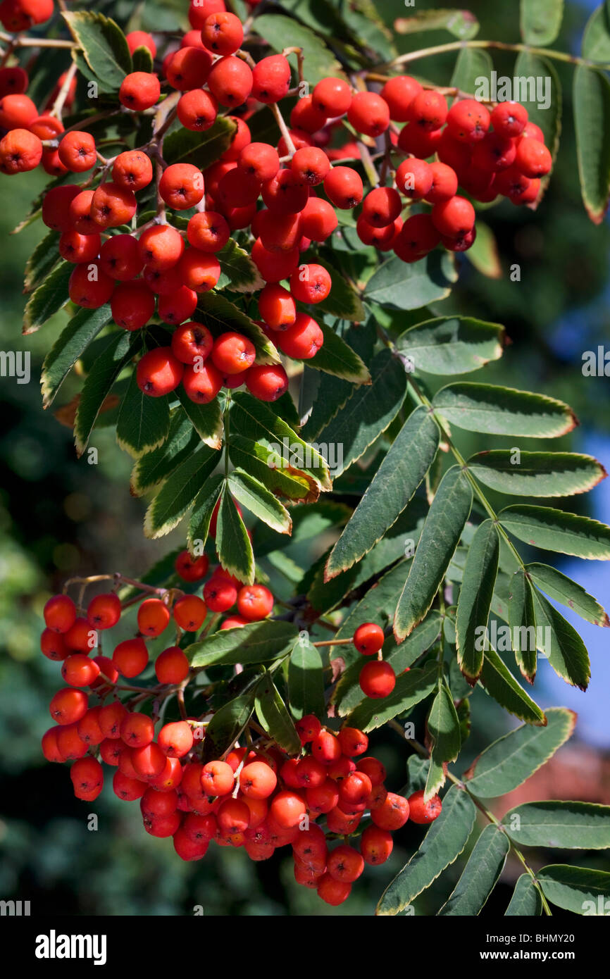 Europäische Rowan (Sorbus Aucuparia) mit Blättern und roten Beeren Stockfoto