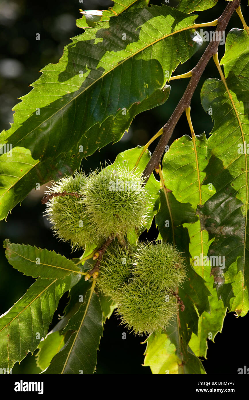 Sweet Chestnut / Marron (Castanea Sativa) zeigen Blätter und Schalen mit Nüssen Stockfoto