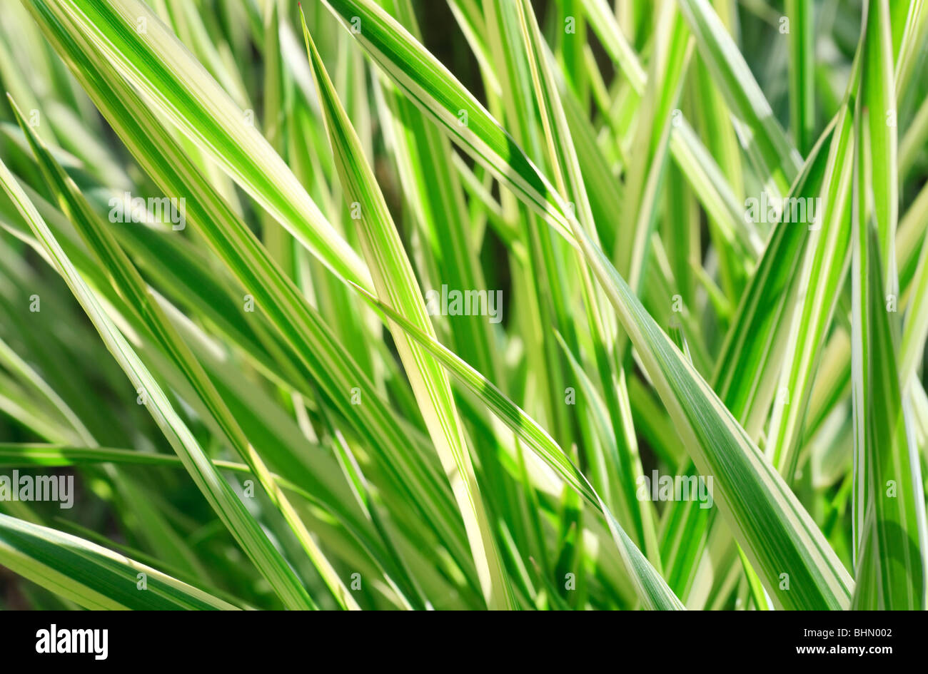 Frühling gestreiften grünen Rasen "Carex' (Natur-Hintergrund) Stockfoto