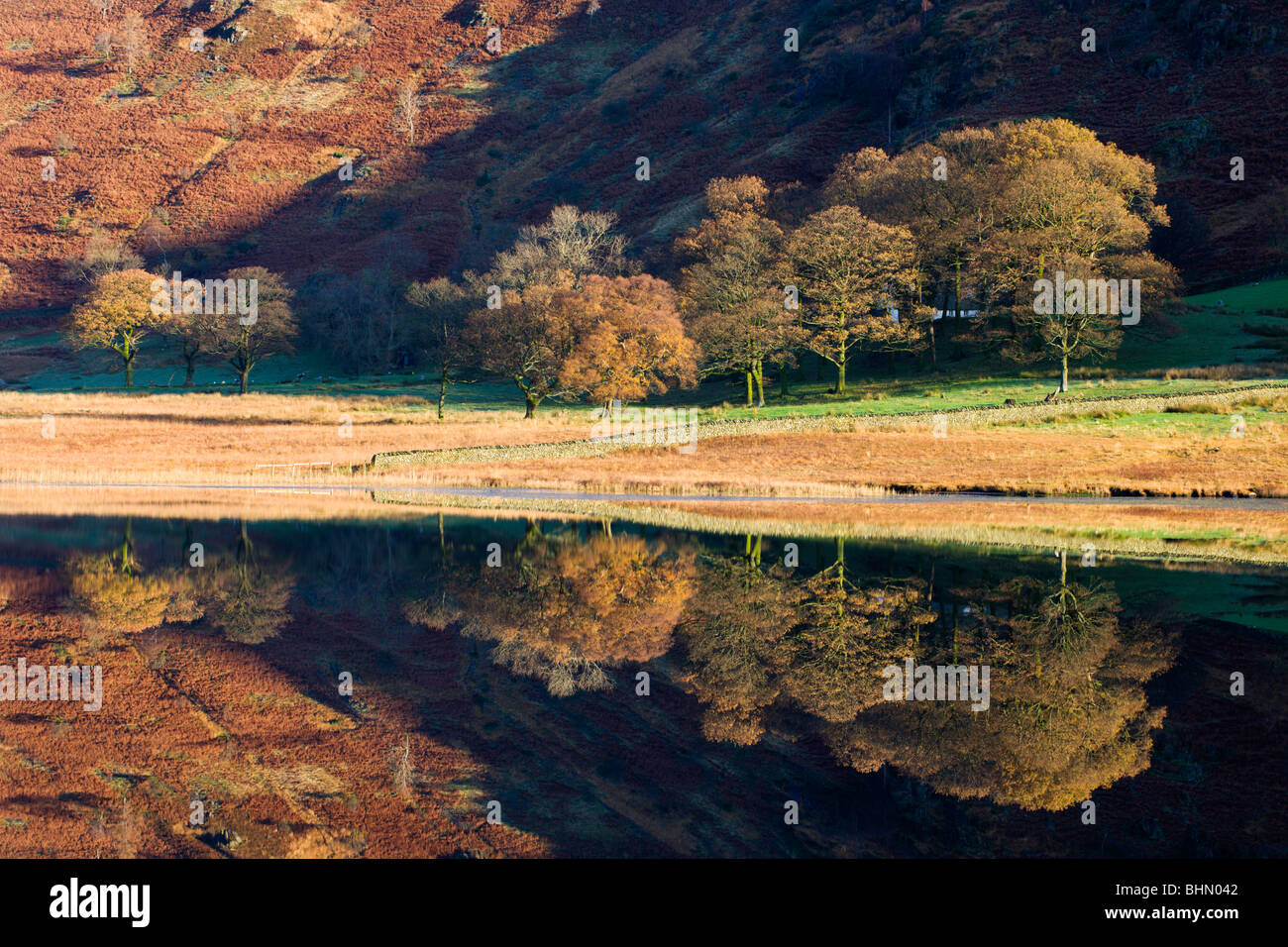 Goldene Bäume reflektiert perfekt in einem Spiegel wie Blea Tarn, Nationalpark Lake District, Cumbria, England, UK. Stockfoto
