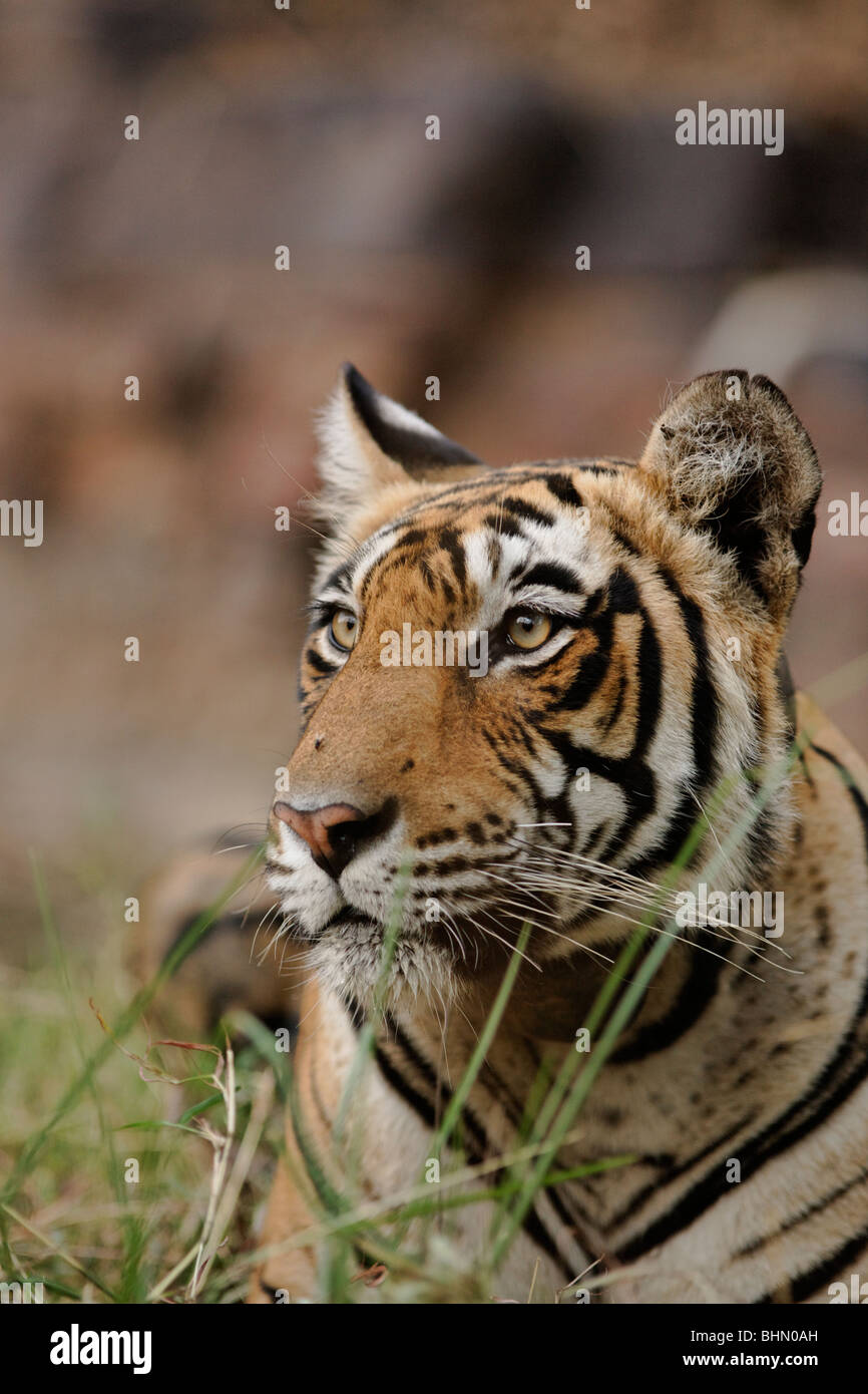 Eine Nahaufnahme von einem bengalischen Tiger in Ranthambore, Indien. (Panthera Tigris) Stockfoto