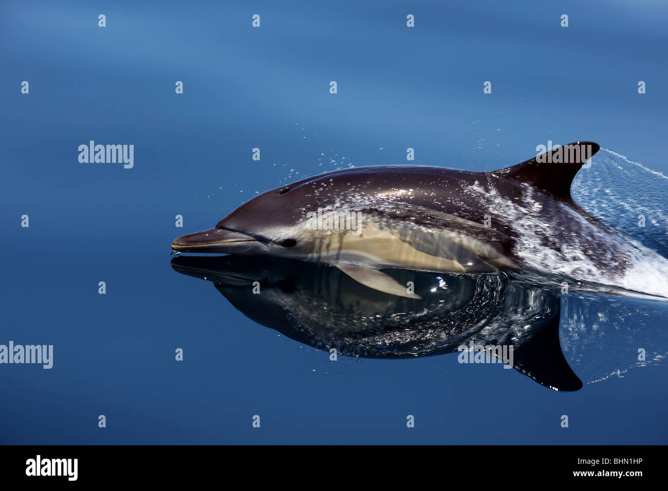 Gemeiner Delfin (Delphinus Delphis) aus Lagos, Portugal. Stockfoto
