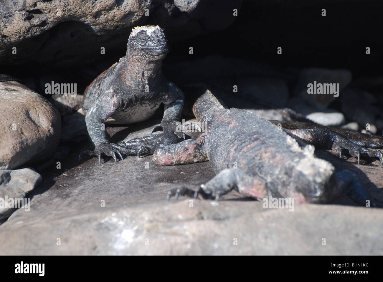 Meerechsen zum Entspannen in der Sonne auf Felsen auf den Galapagos-Inseln Stockfoto