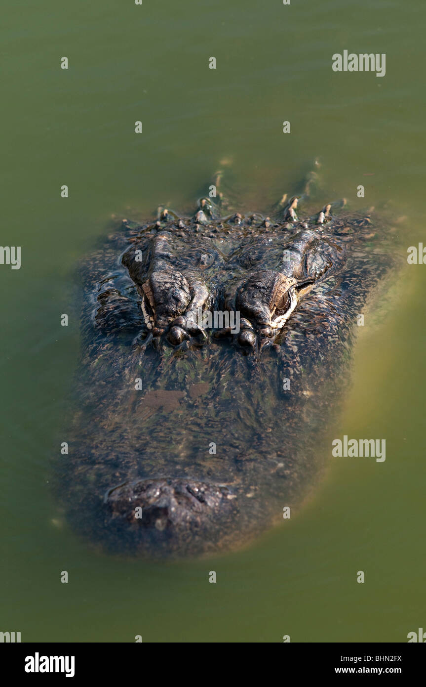 Amerikanischer alligator alligator mississipiensis Fotos und