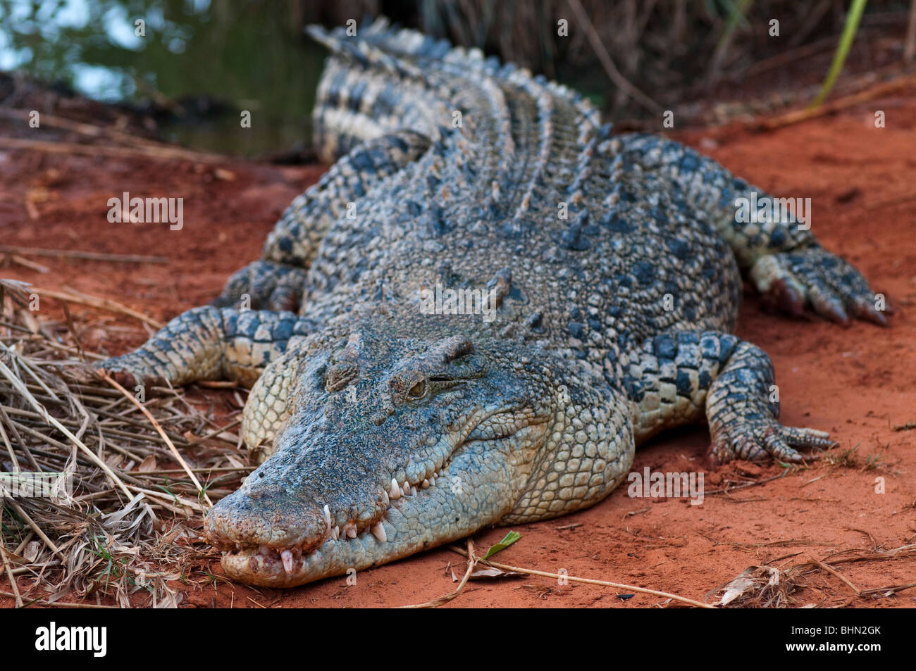 Australisches Salzwasserkrokodil, Crocodylis porosus Photograped in Broome, Western Australia Stockfoto