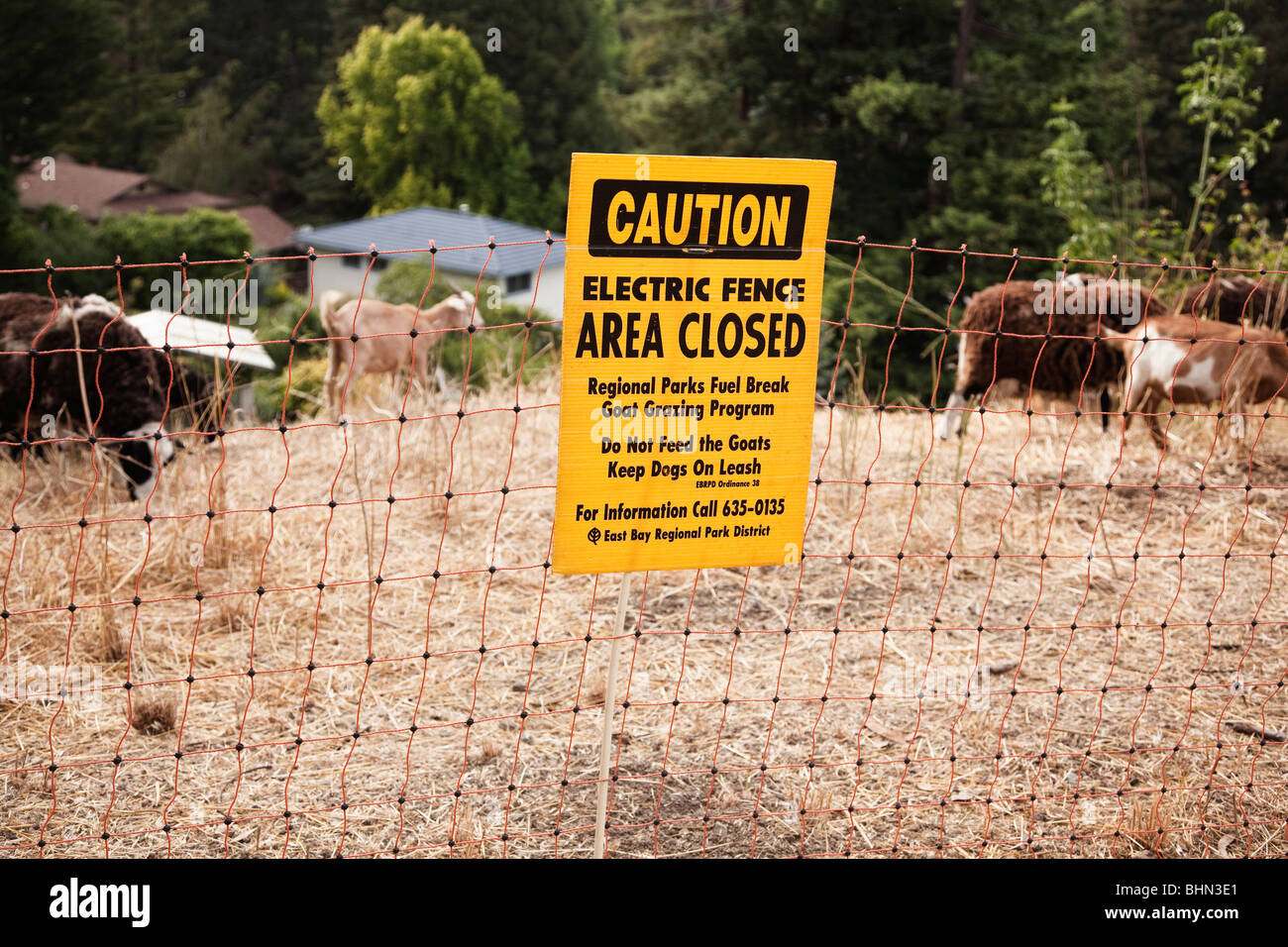 Ein Elektrozaun Vorsicht Zeichen und Ziegen und Schafe weiden als eine Brandschutz messen, Tilden Regional Park, Berkeley, Calif. Stockfoto