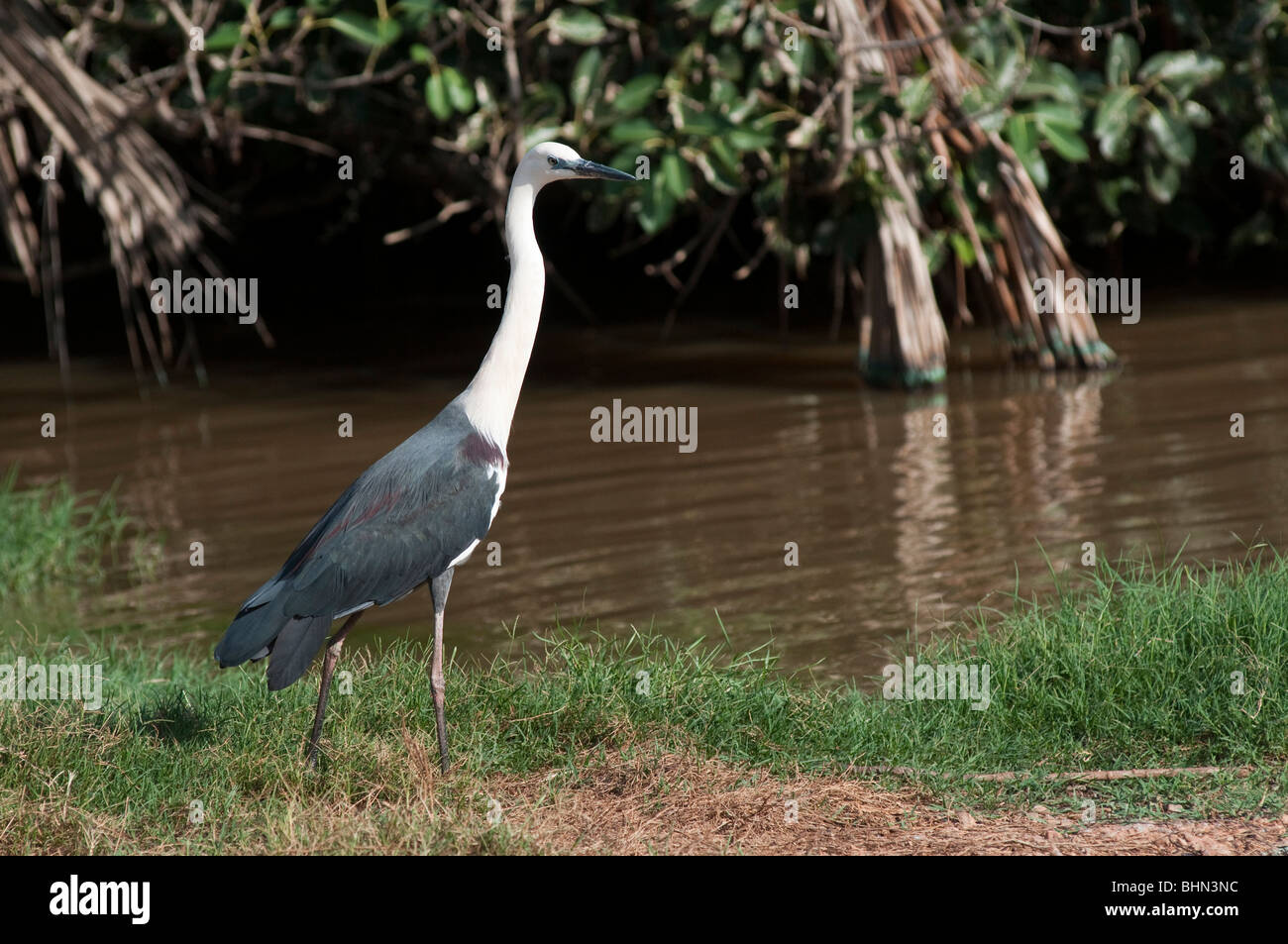 Der Pazifische weiß-necked Reiher, Ardea Pacifica Stockfoto