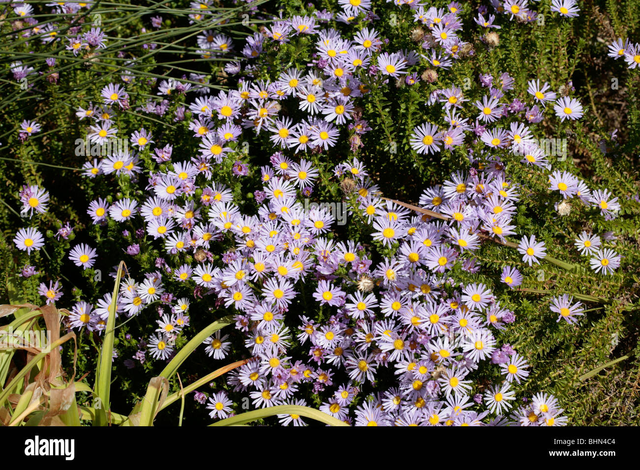 Felicia/Dune Daisy/Prickly Felicia - Felicia Echinata - Familie ...