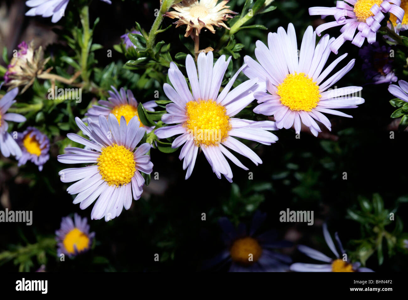 Felicia echinata blume -Fotos und -Bildmaterial in hoher Auflösung – Alamy