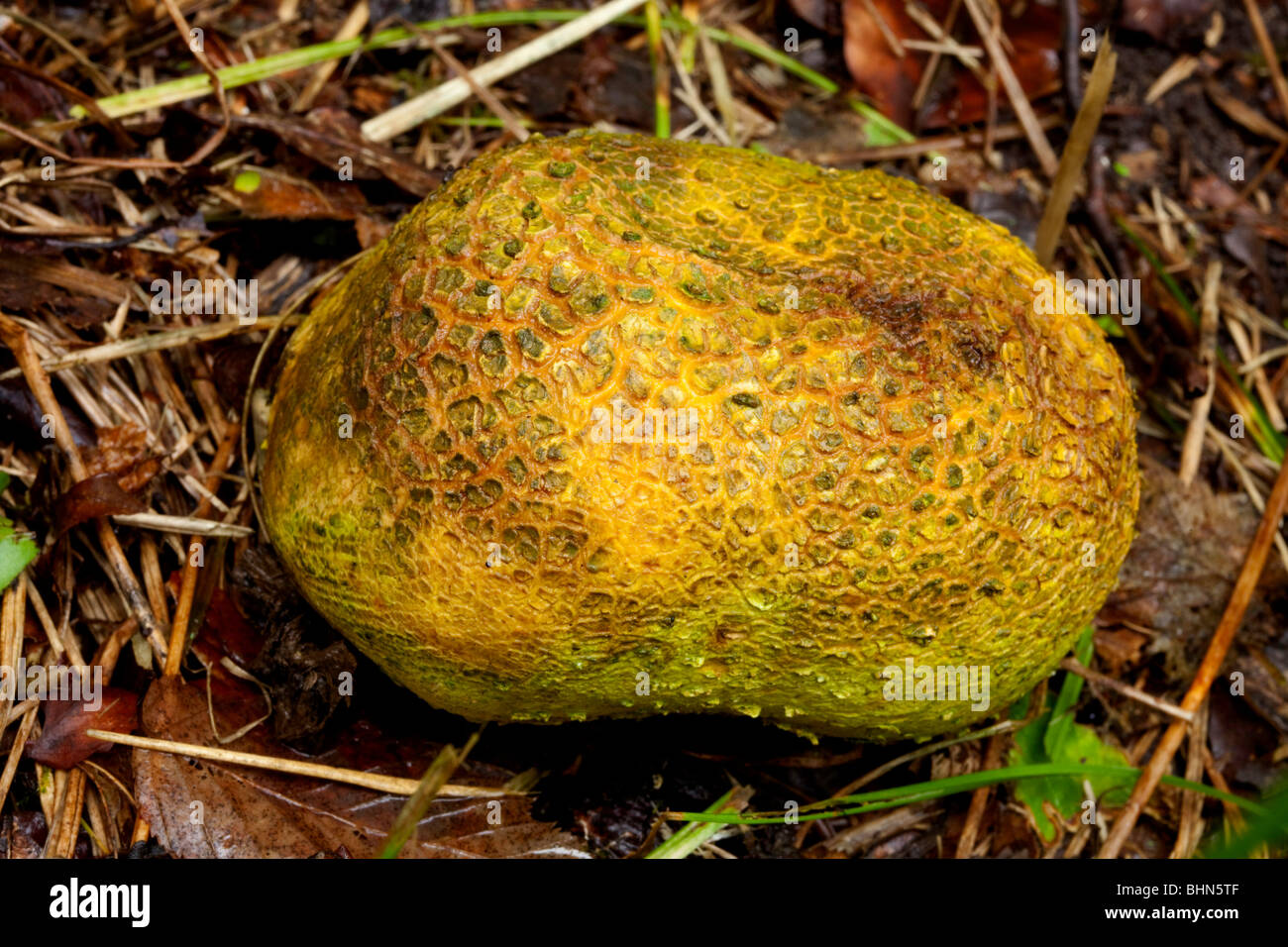 Blätterteig Pilze Erde Kugel auf Wald-Boden möglicherweise Sklerodermie Aurantium? Pilz Stockfotografie