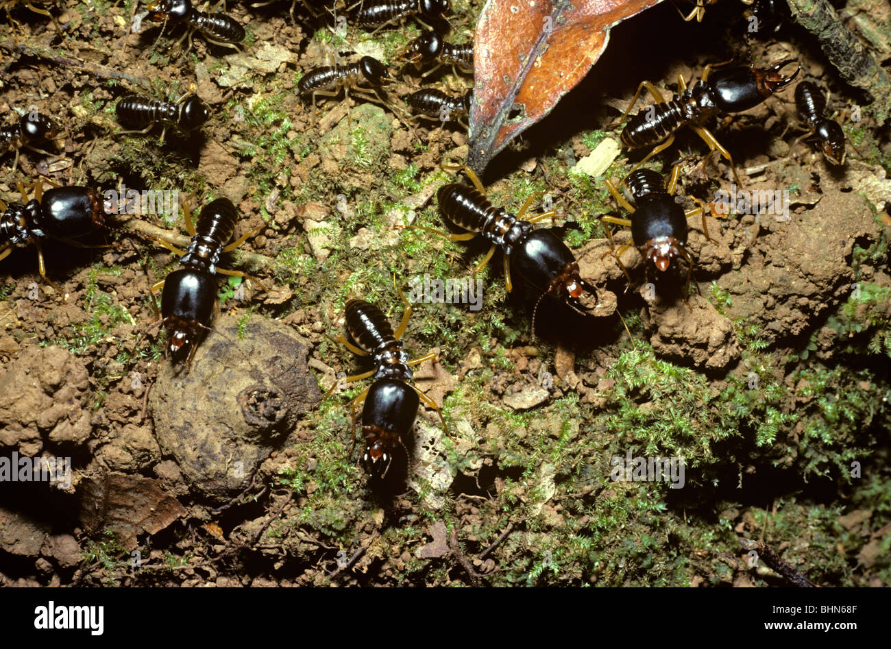 Termiten (Macrotermes Carbonarius). Unter der Leitung von großen