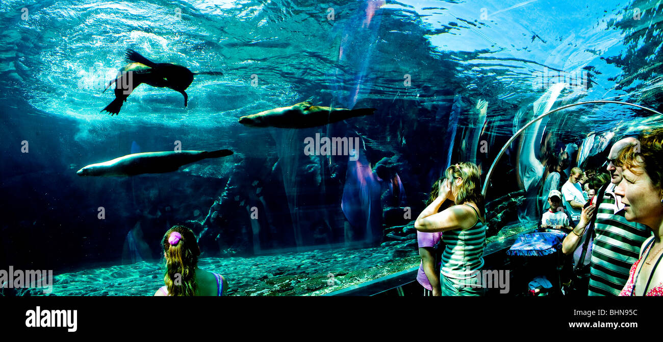 Colchester Zoo-Besucher Fuß durch den Unterwassertunnel mit Robben schwimmen um sie herum. Stockfoto