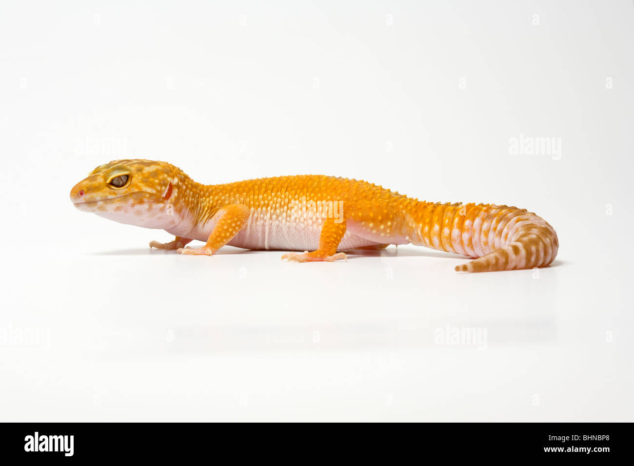 Leopardgecko, Eublepharus Macularius, auf weißem Hintergrund Stockfoto