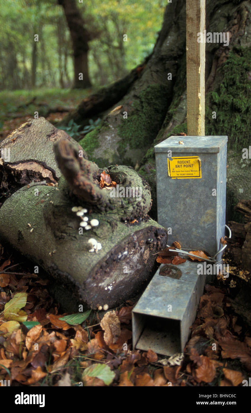 Vergiftete Köder Falle, Nagetiere und Eichhörnchen im Wald in Oxfordshire, England zu fangen Stockfoto