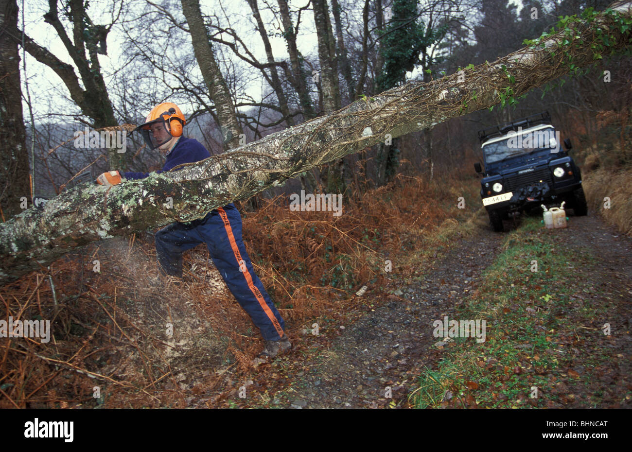 Löschen eines umgestürzten Baumes mit einer Kettensäge, die eine Spur in Yarner Wood National Nature Reserve Devon England blockiert hat Stockfoto