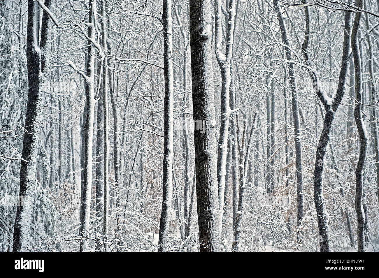 Waldbäume mit Schnee bedeckt. Stockfoto