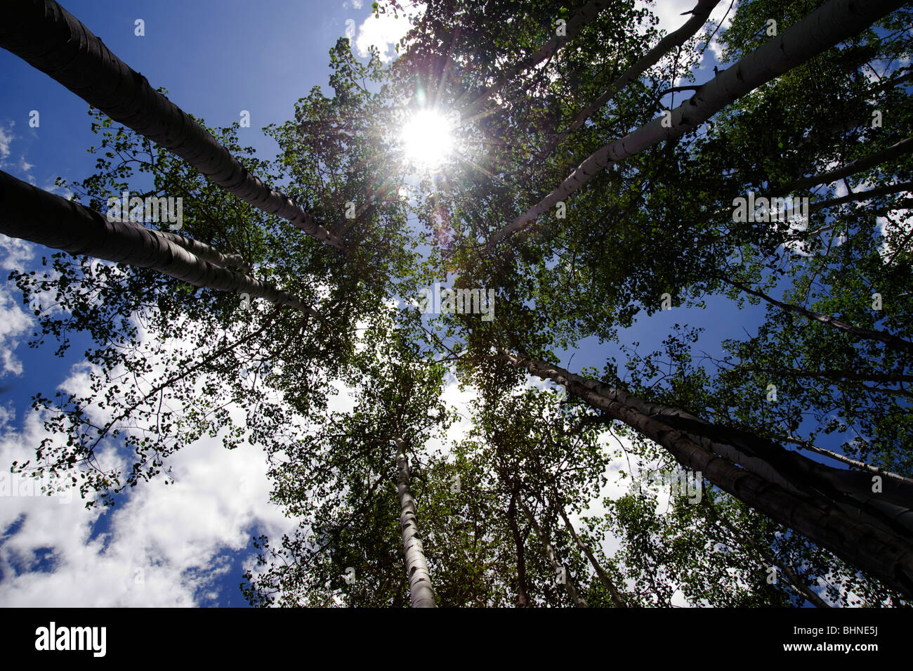 Aspen Grove Kreis der Bäume mit der Sonne shinning durch.  In Colorado im Sommer mit den typischen Colorado blauen Himmel genommen. Stockfoto
