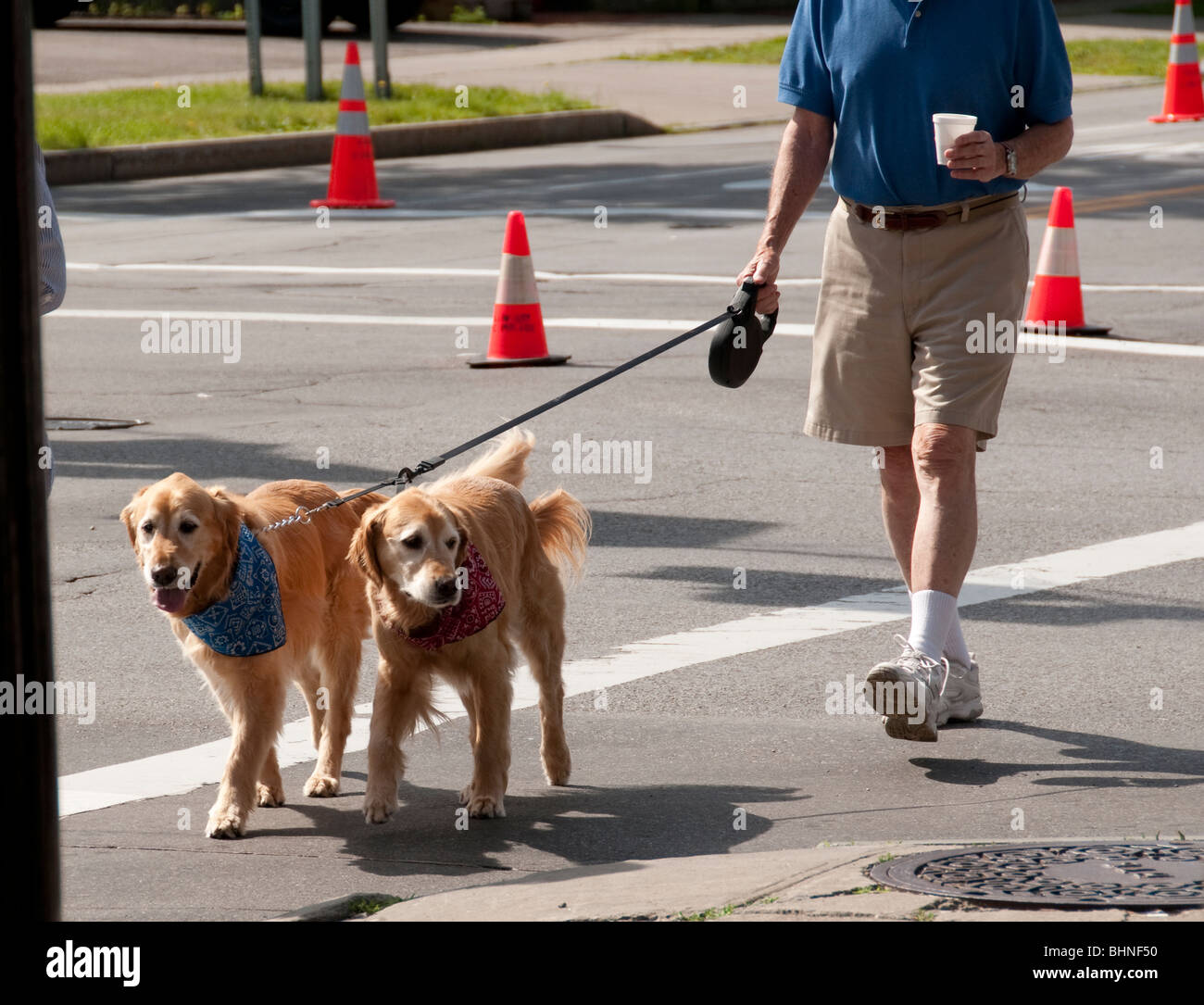 Mann zu Fuß zwei Golden Retriever, 4. Juli Parade. Stockfoto